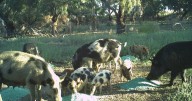 NSW targets feral pig menace with unified landholder action