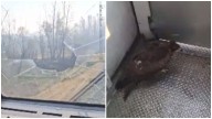 Video: Eagle breaks through train windshield in Jammu and Kashmir, injures locopilot