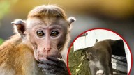 Escaped Monkey in Mississippi Killed By Frightened Mother