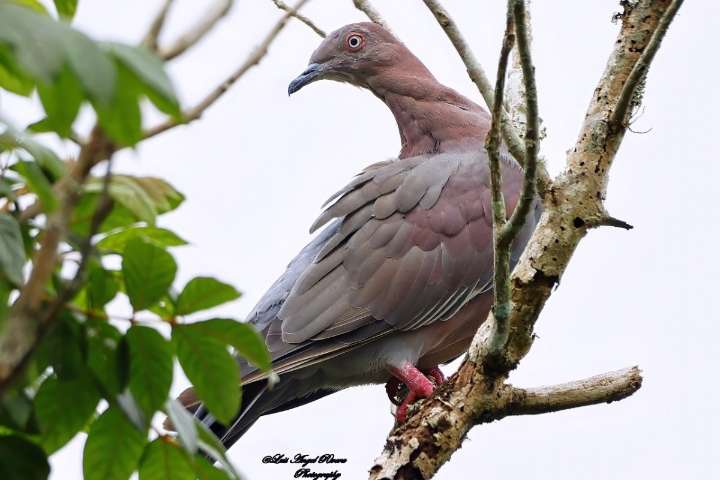 Cidra celebra Festival de la Paloma Sabanera enfocado en su conservación
