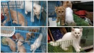 Police act against unlicensed pet shop