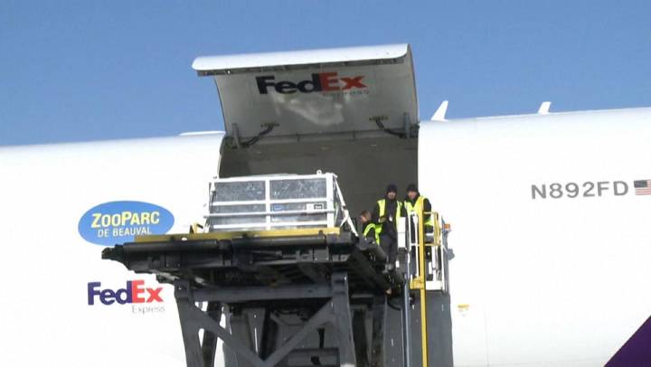 Francia despide a una popular pareja de pandas de regreso a China