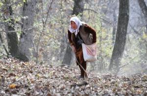 In Kyrgyzstan, world’s largest natural walnut forest thins away