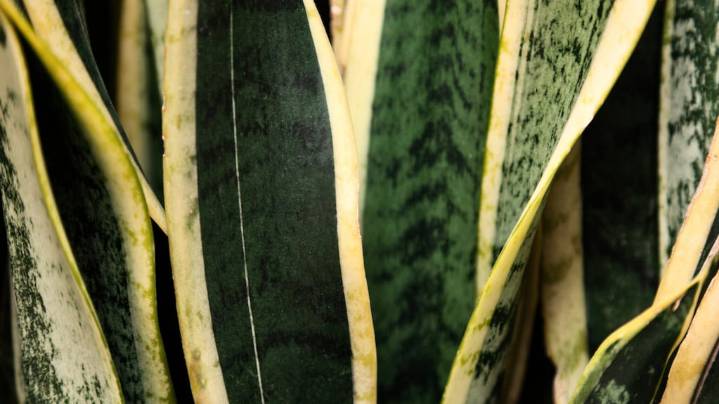 Ni potus ni laurel: las cinco plantas que mejor purifican el aire, según la NASA