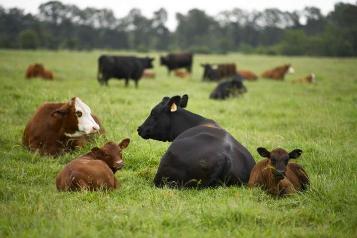 Arkansas farmers will get state income tax exemption on USDA disaster aid, relief payments