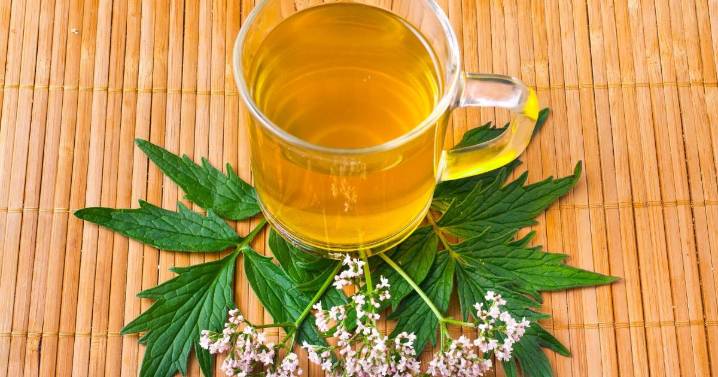 Valeriana: el calmante natural que ayuda a dormir mejor y reduce la ansiedad