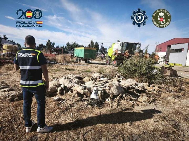 Detenido en Parla un hombre por maltrato animal tras hallar 50 ovejas muertas en su finca