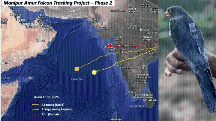 5,000 km in 5 days—satellite-tagged in Manipur, 3 Amur Falcons reach Somalia in ‘breathtaking migration’