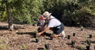 Elysian Park welcomes its first monarch butterfly habitat with over 200 milkweed plants