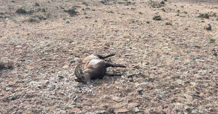 CPW seeking to identify suspect who poached bighorn sheep in Saguache County
