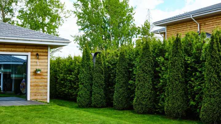 The 9 Best Plants To Get In The Ground During Fall For Natural Privacy