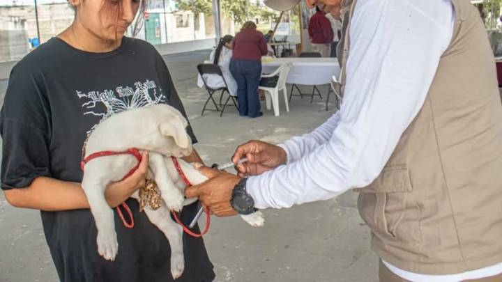 Aplican más de 110 mil dosis de vacuna antirrábica en Campeche
