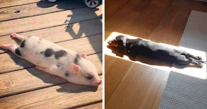 30 Solar-Powered Pets Enjoying A Good Sunbathe