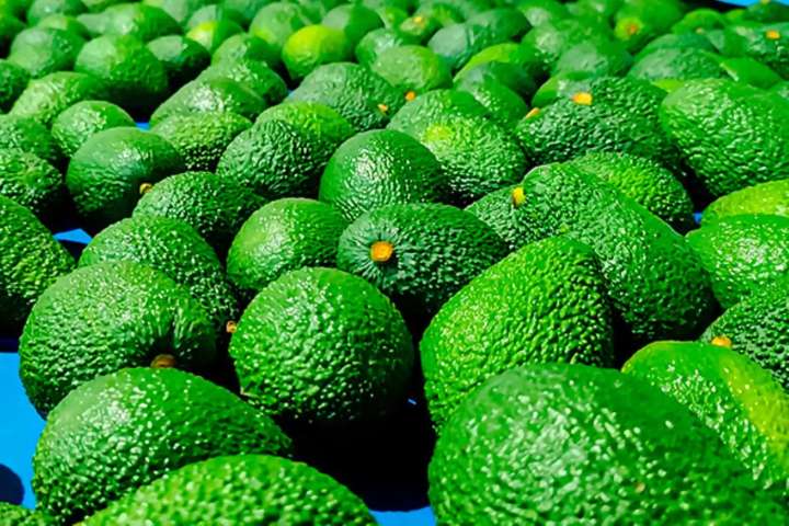 INEI: producción de palta aumentó 112.9% en setiembre