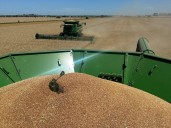 La super cosecha lleva al trigo argentino al precio más bajo desde 2019