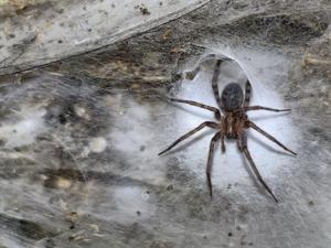 Scientists discover world’s largest spider web