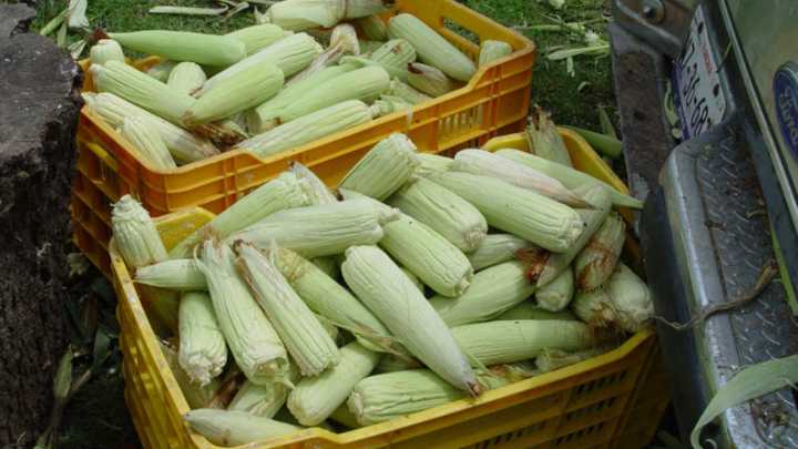 Publica SADER mecánica para apoyo a maíz en el Bajío