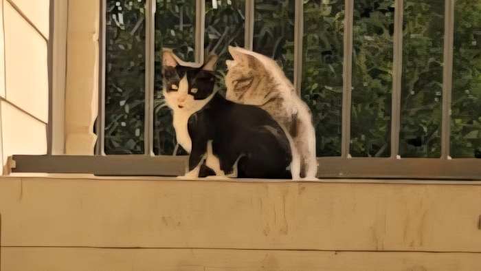 Southwest Side neighbors worry suspected cat killer could lash out at humans