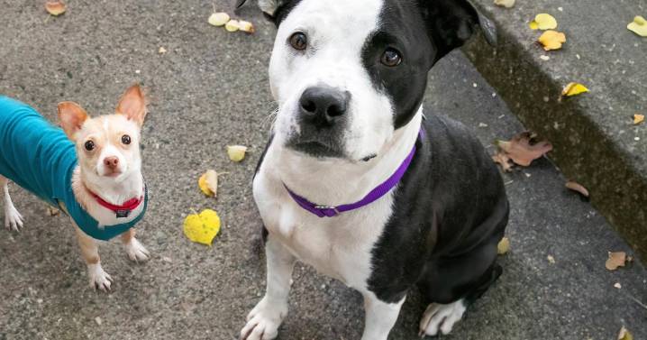 Most dogs have some wolf DNA, scientists say. These breeds have more than others.