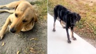 Florida Woman’s Heart Breaks As Two Stray Dogs Reveal They Have No One Else To Turn To