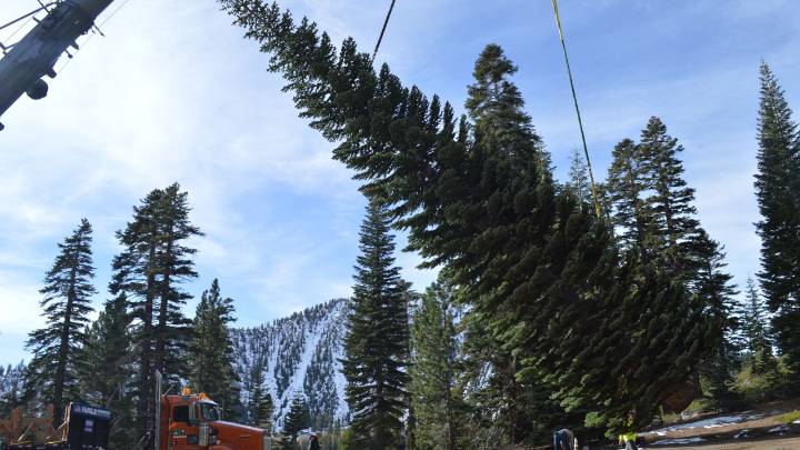 The People's Christmas tree rolls through Lexington