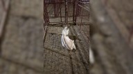Texas Rescuer’s Heart Stops When She Sees A Strange Young Animal Waiting Alone In A Pen