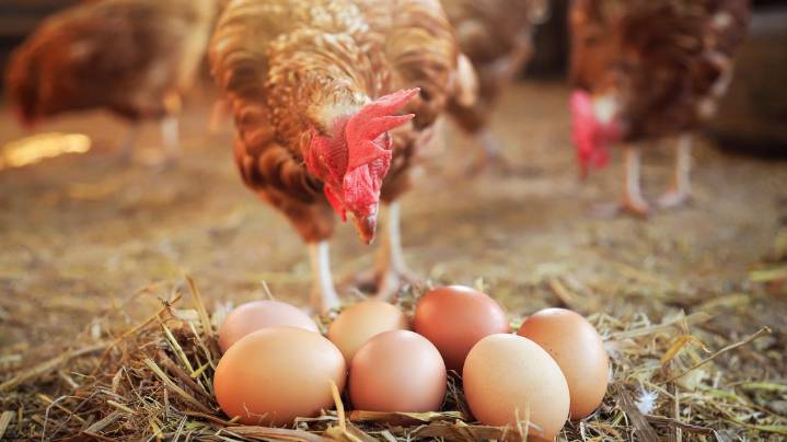 Florida man accused of opening fire after argument over chickens laying eggs