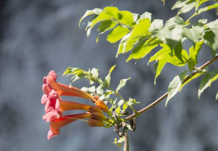 Trumpet vine can be a demanding plant for your garden