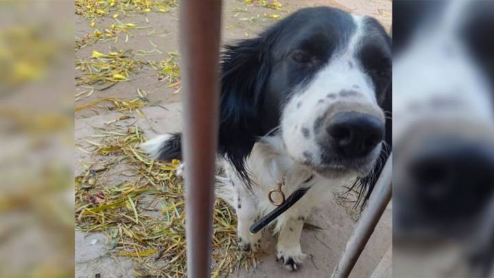 Buscan a Aurora, una perrita que se escapó en la zona de Leopoldo Lugones y Lavalle