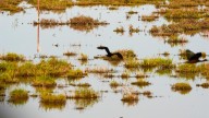 El Acuífero de Doñana sigue mostrando una tendencia desfavorable pese a las lluvias