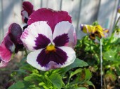 Plant Doctor: Sow pansies now to enjoy colorful cooler months