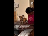 Chihuahua finds forever home after foster mom realizes he only responds to Spanish