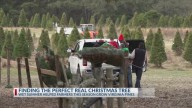 Tyler Christmas Tree farm reports great growth after wet summer