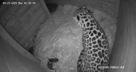 Rare leopard caught on camera giving birth
