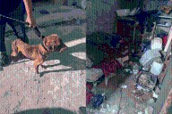 Rescatan a dos perritos y un gatito que vivían entre basura y sufrían maltrato en Tijuana
