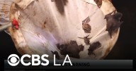 LA County reports second-highest amount of rabid bats ever