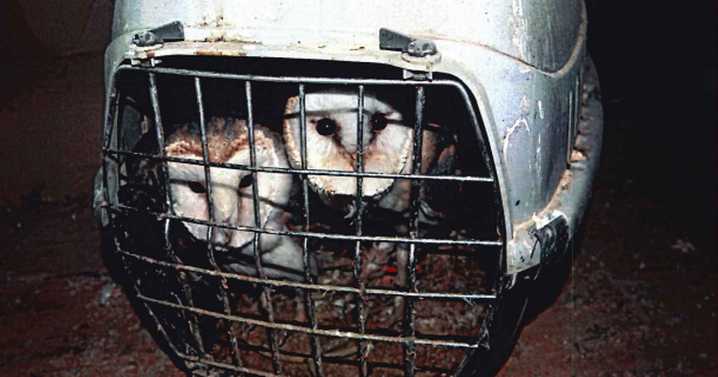 Renfrewshire birdman kept owls and large birds of prey in squalid conditions