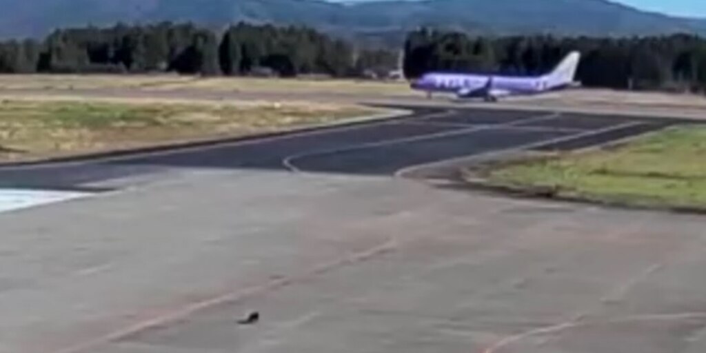 Un oso detuvo las operaciones de un aeropuerto de Japón