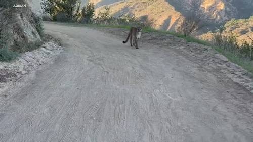 Bicyclists come face-to-face with mountain lion in frightening Orange County trail encounter