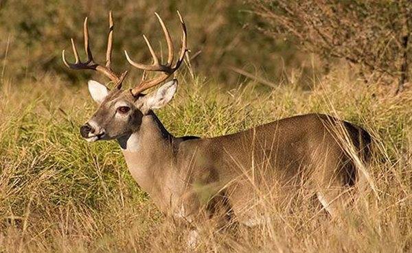Kentucky's modern gun deer season begins Saturday