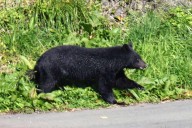 Bear Mauls Security Guard in Train Station Restroom in Japan