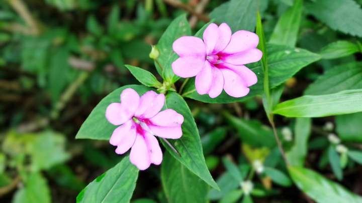 Take Care Of Impatiens Flowers In Winter For A More Colorful Spring