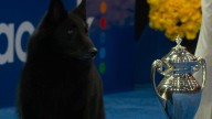 2025 National Dog Show winner Soleil shines on the big stage