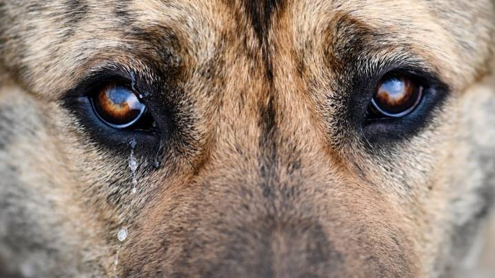 Qué significa que tu perro llore cuando salís de casa, según los veterinarios