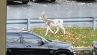 Piebald deer spotted at Pennsylvania apartment complex