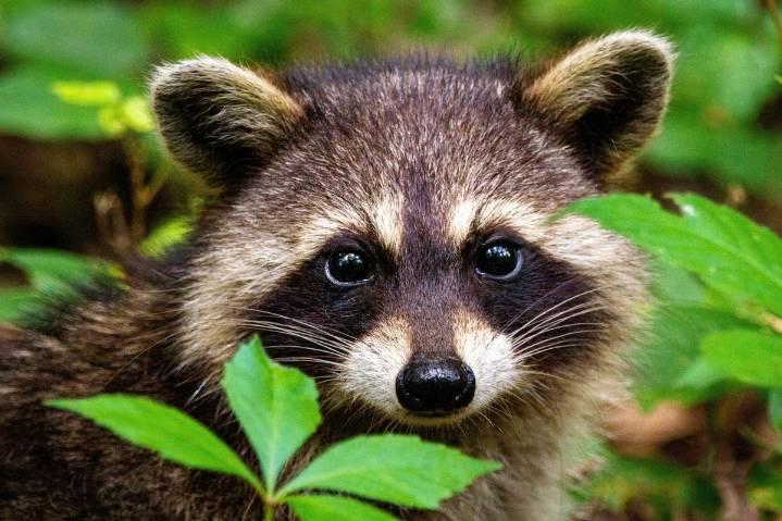 Are Raccoons Becoming the Next Popular Pet in Washington?