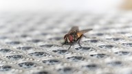 12 Ways To Deter Or Eliminate Annoying Flies From The House