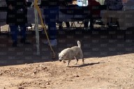 Detectan problemática de perros callejeros en Las Haciendas