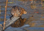 Muskrats great for lakes’ ecosystems, study says