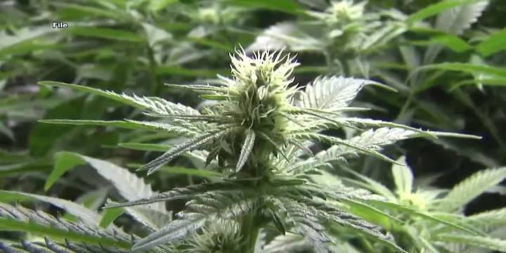 Feds snuff out hemp loophole